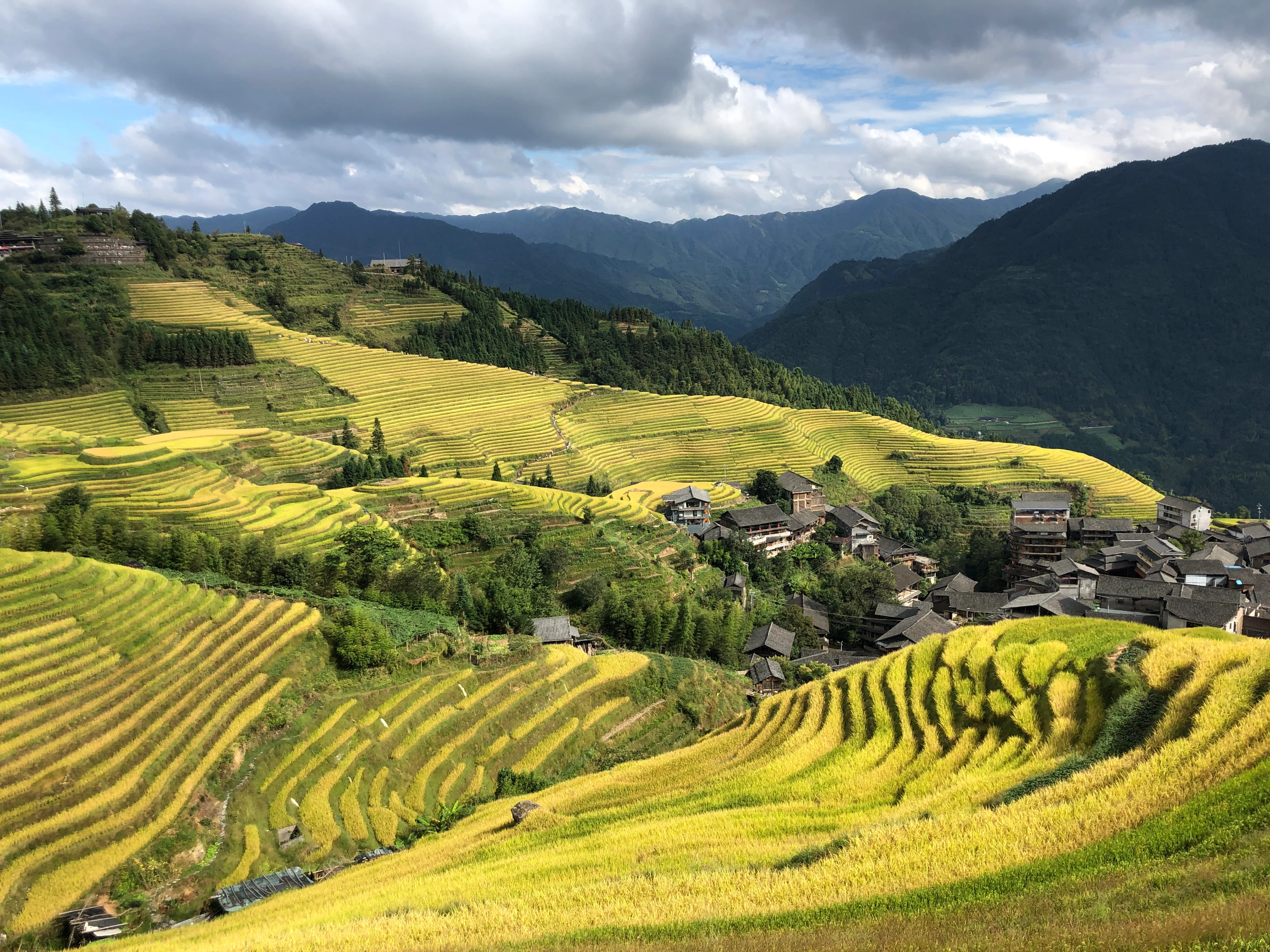 Rice terrace landscape with both traditional wooden and modern yellow-painted village houses in China