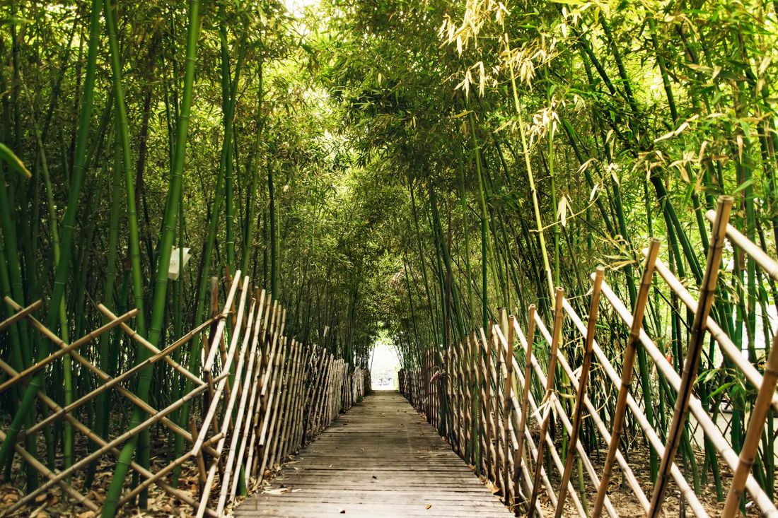 Bamboo pathway in a scenic Hangzhou hillside setting