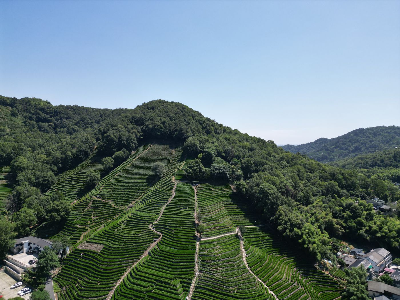 Aerial view of Longjing tea plantations in Hangzhou hills