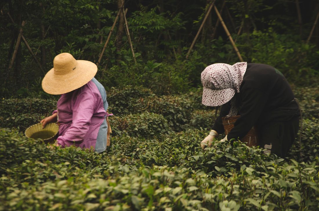 Women picking tea leaves on a Hangzhou plantation