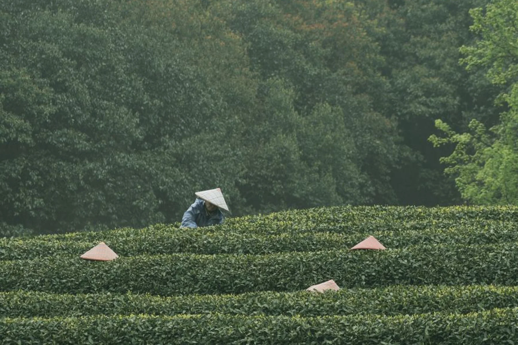Tea farmers harvesting leaves in a Chinese tea plantation during a tea forest walk