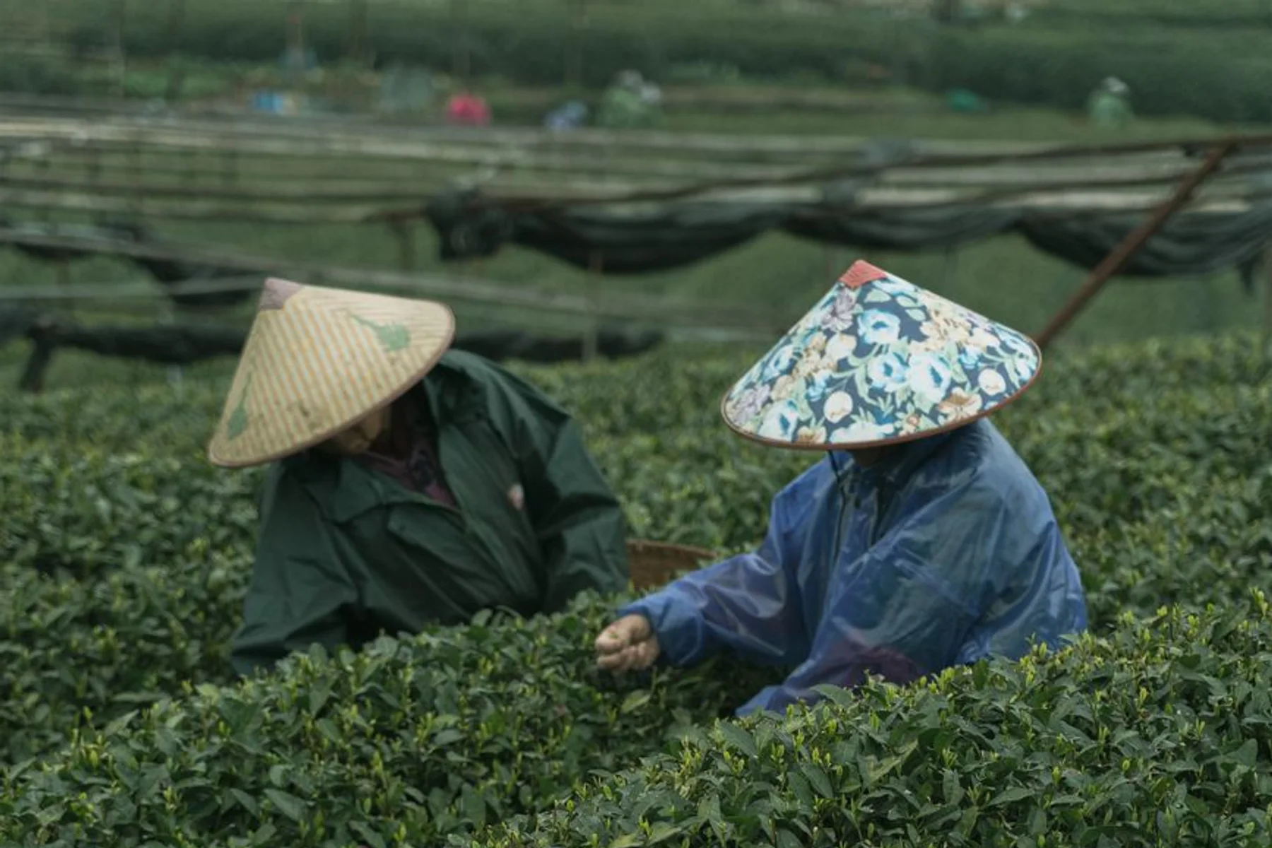 Tea-Forest Walks